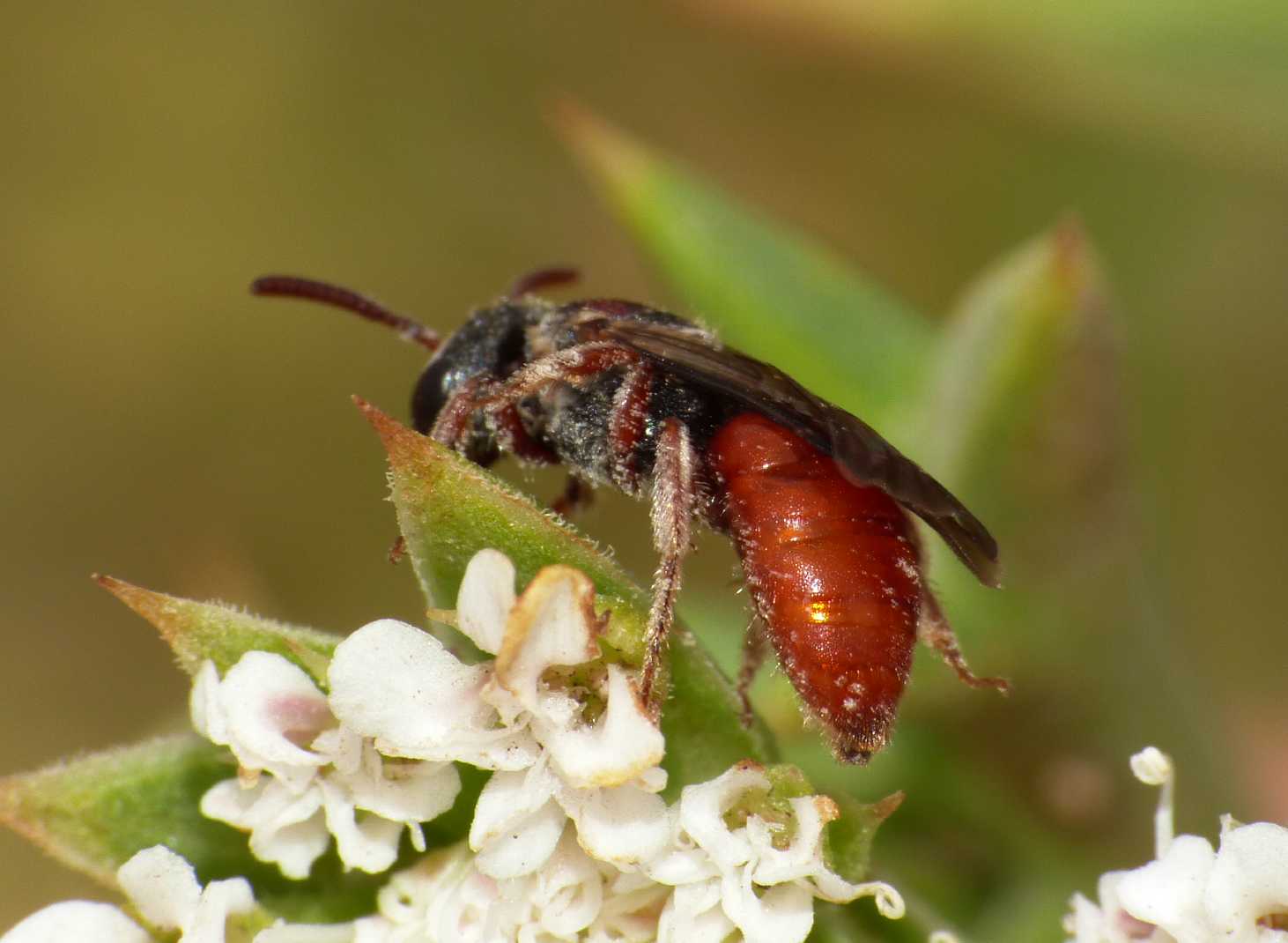 Piccolo Sphecodes (?) rossiccio